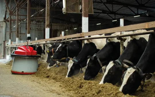 Robots are already playing an important role in agriculture, for example in barn work.